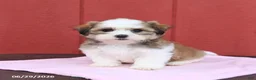 Malshi dogs for sale: Sunshine - Ad 4