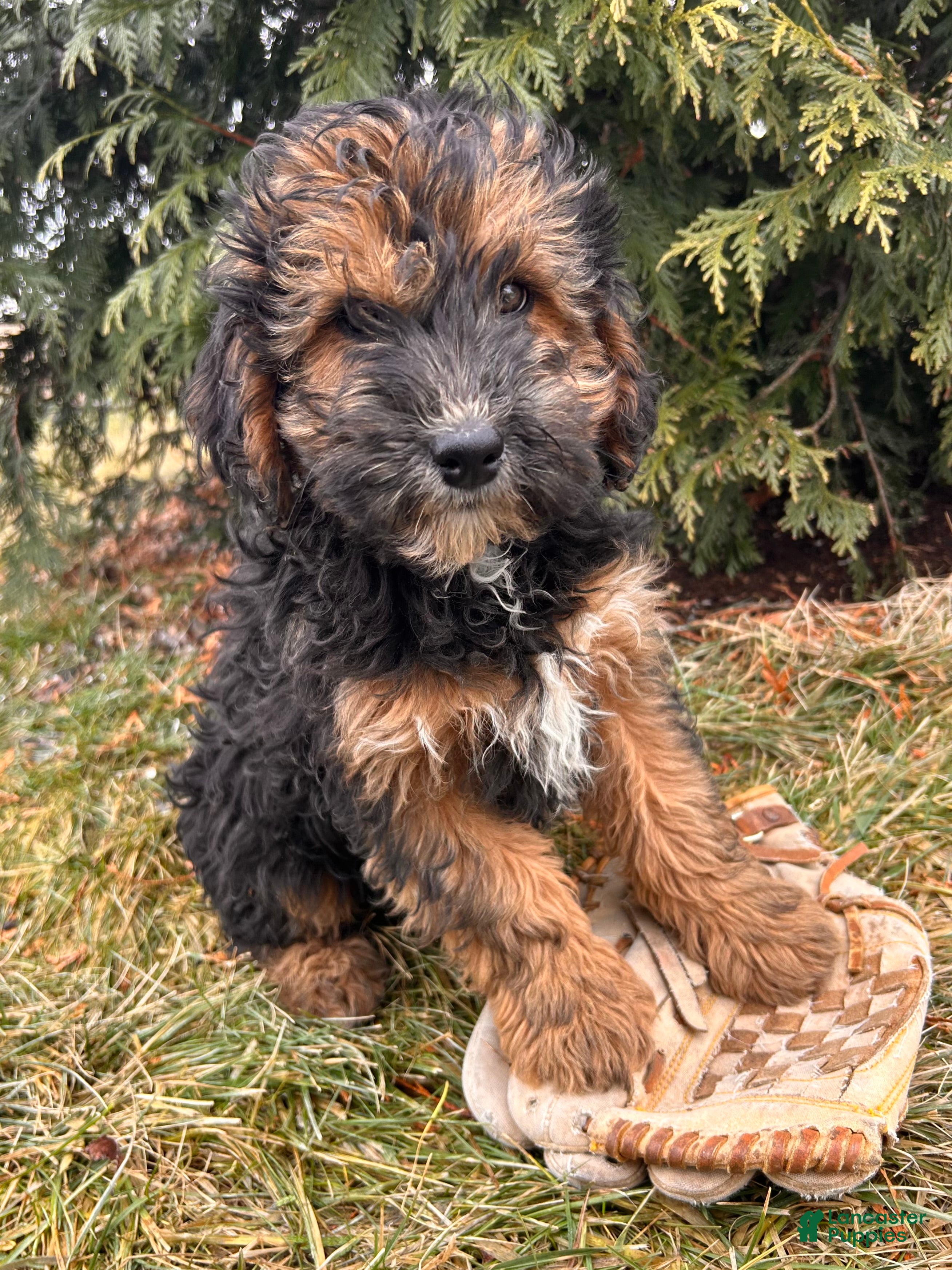 Whoodle dogs Wren - Ad 2