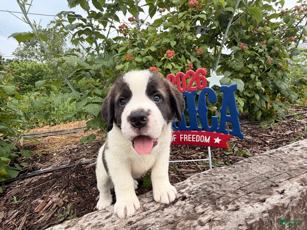 Saint Bernard dogs for sale: Boxer - Ad 1
