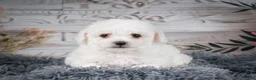 Bichon Frise dogs for sale: AKC-Faith - Ad 3