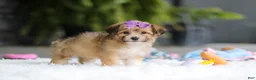 Mixed Breed dogs for sale: Bambi - Ad 5