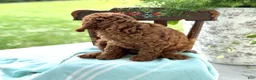 Miniature Poodle dogs for sale: Teddy - Ad 17