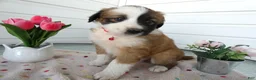 Border Collie dogs for sale: Border Collie Puppy 1 Lydia - Ad 2