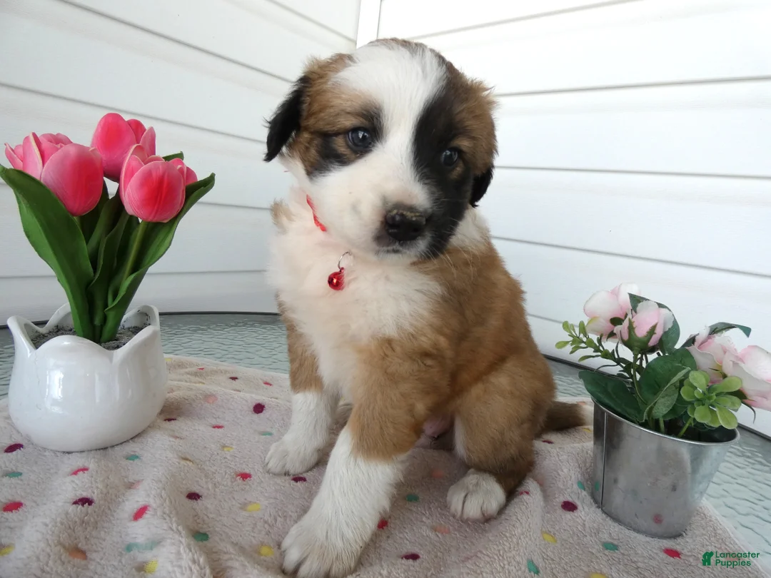 Border Collie dogs for sale: Border Collie Puppy 1 Lydia - Ad 2