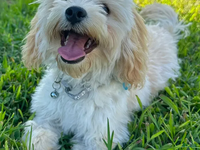 Maltipoo dogs for sale: Tyson - Ad 1