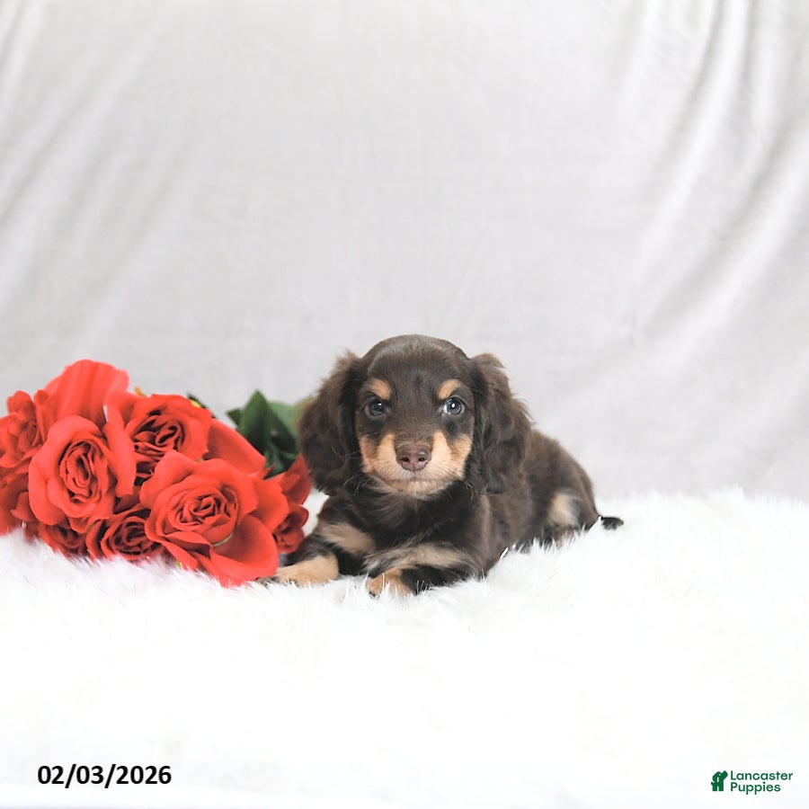 Miniature Dachshund dogs Paxton - Ad 19
