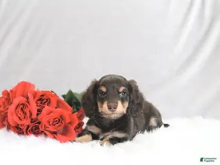 Miniature Dachshund dogs Paxton - Ad 19