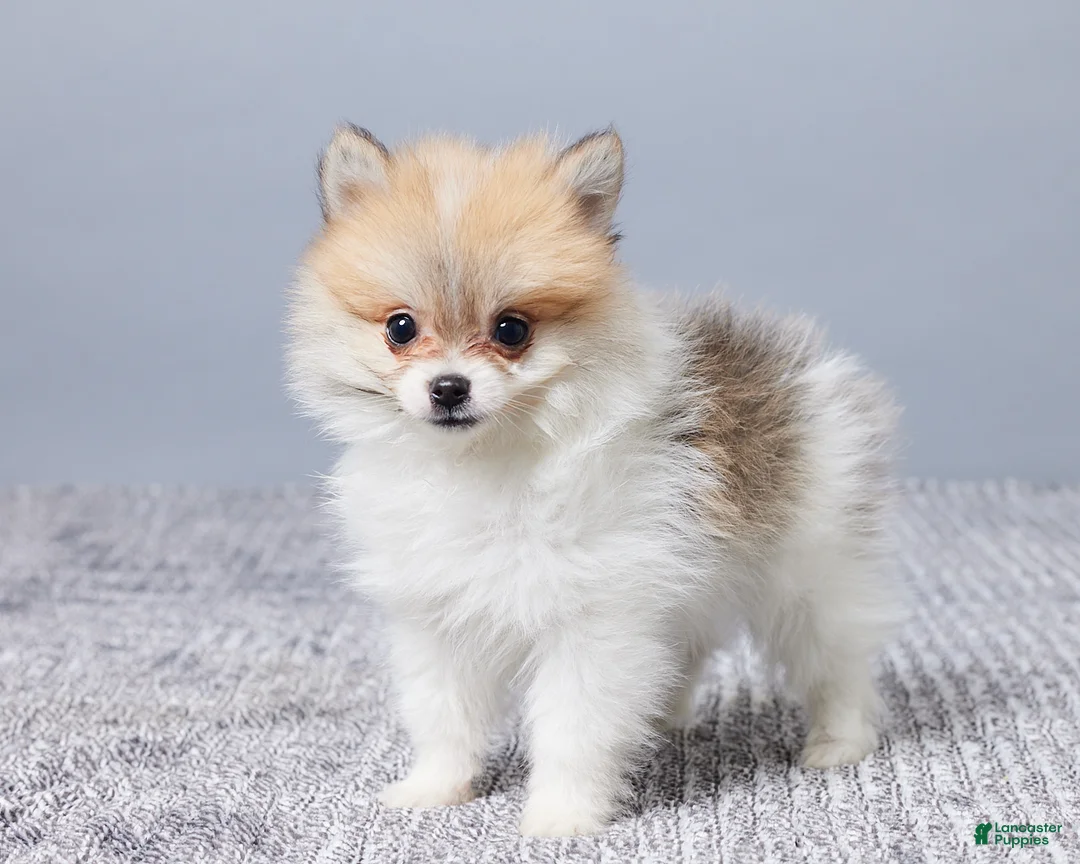 Pomeranian dogs for sale: Dakota - Ad 5