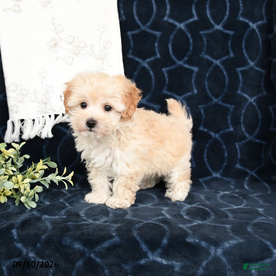 Maltipoo dogs Landon - Ad 1