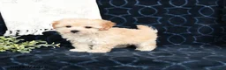 Maltipoo dogs for sale: Landon - Ad 1