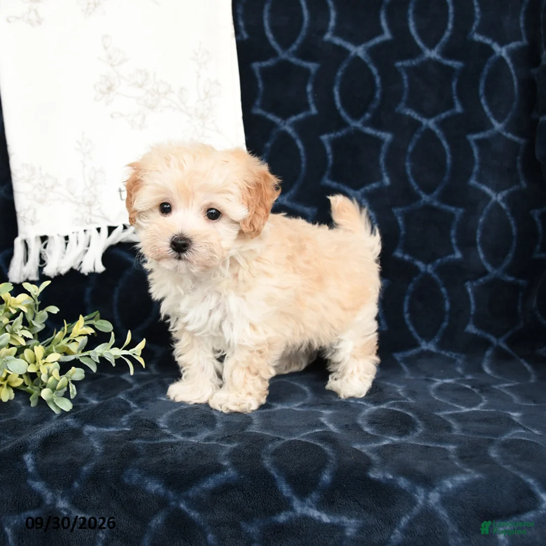 Maltipoo dogs for sale: Landon - Ad 1