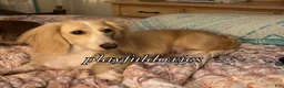Miniature Dachshund dogs for sale: Adult Long Haired Cream Piebald Female - Ad 11