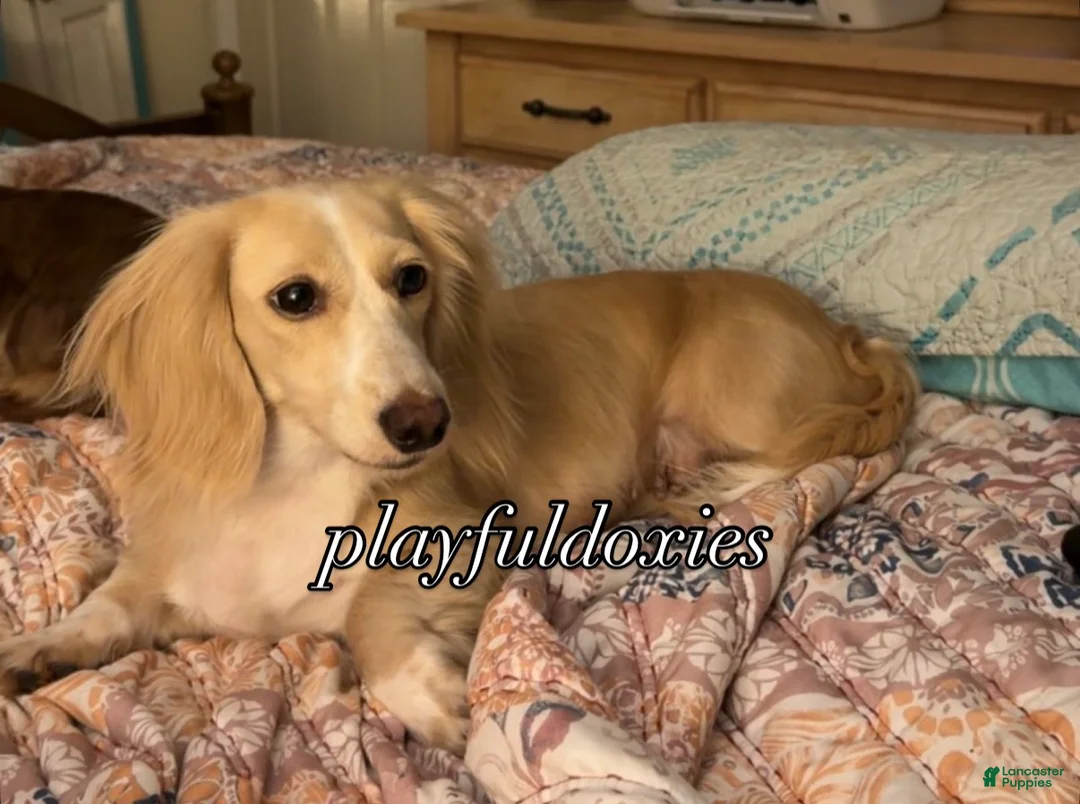 Miniature Dachshund dogs for sale: Adult Long Haired Cream Piebald Female - Ad 11