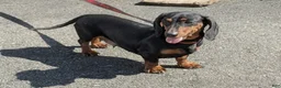 Miniature Dachshund dogs for sale: Connie - Ad 3