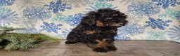 Mini Bernedoodle dogs for sale: Klaus - Ad 12