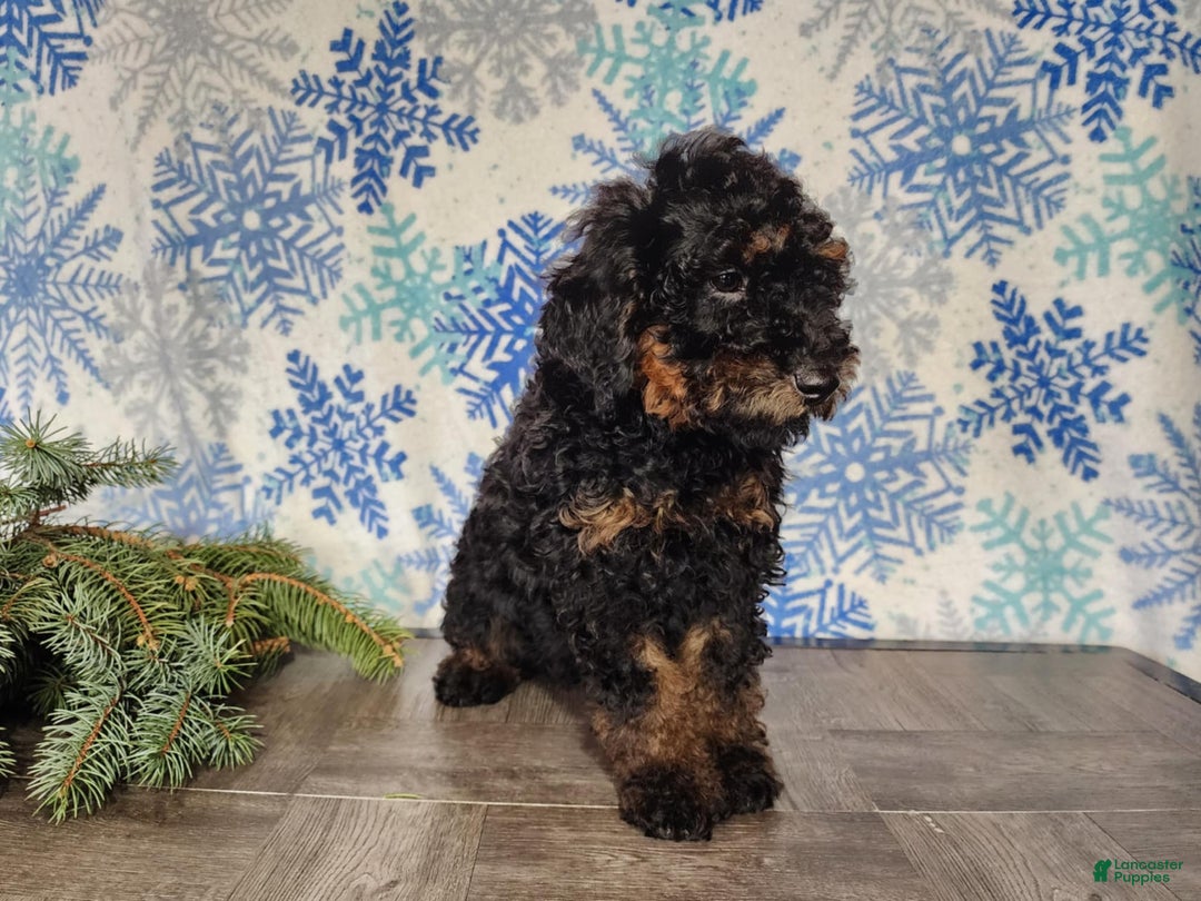 Mini Bernedoodle dogs for sale: Klaus - Ad 12