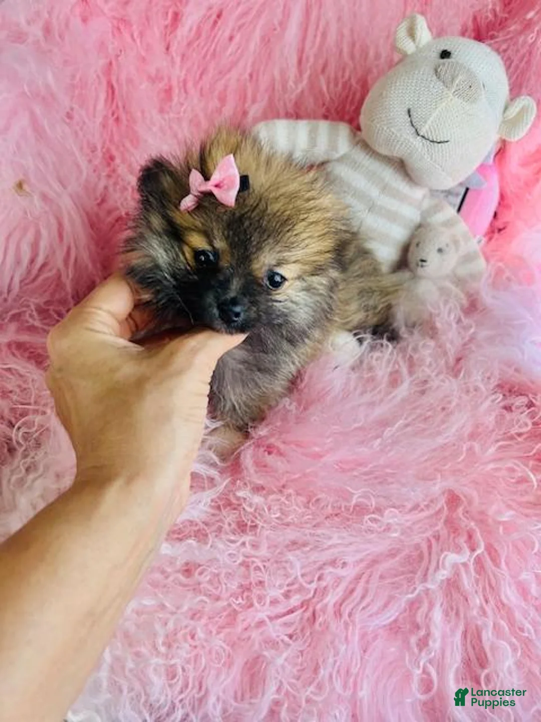 Pomeranian dogs for sale: Pomeranian 2 - Ad 1