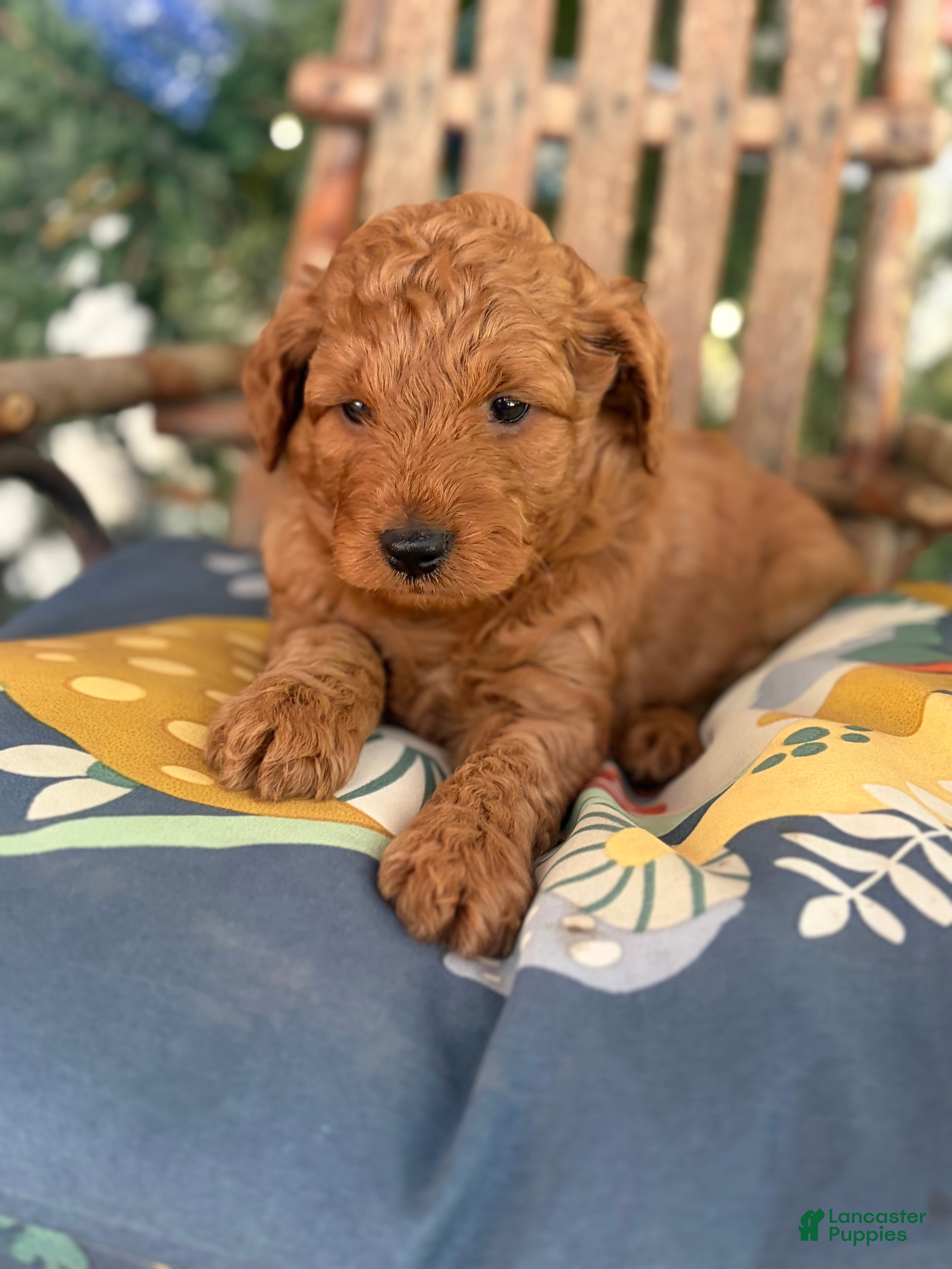 Mini Goldendoodle dogs Titan - Ad 38