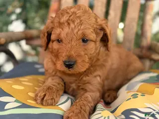 Mini Goldendoodle dogs Titan - Ad 38