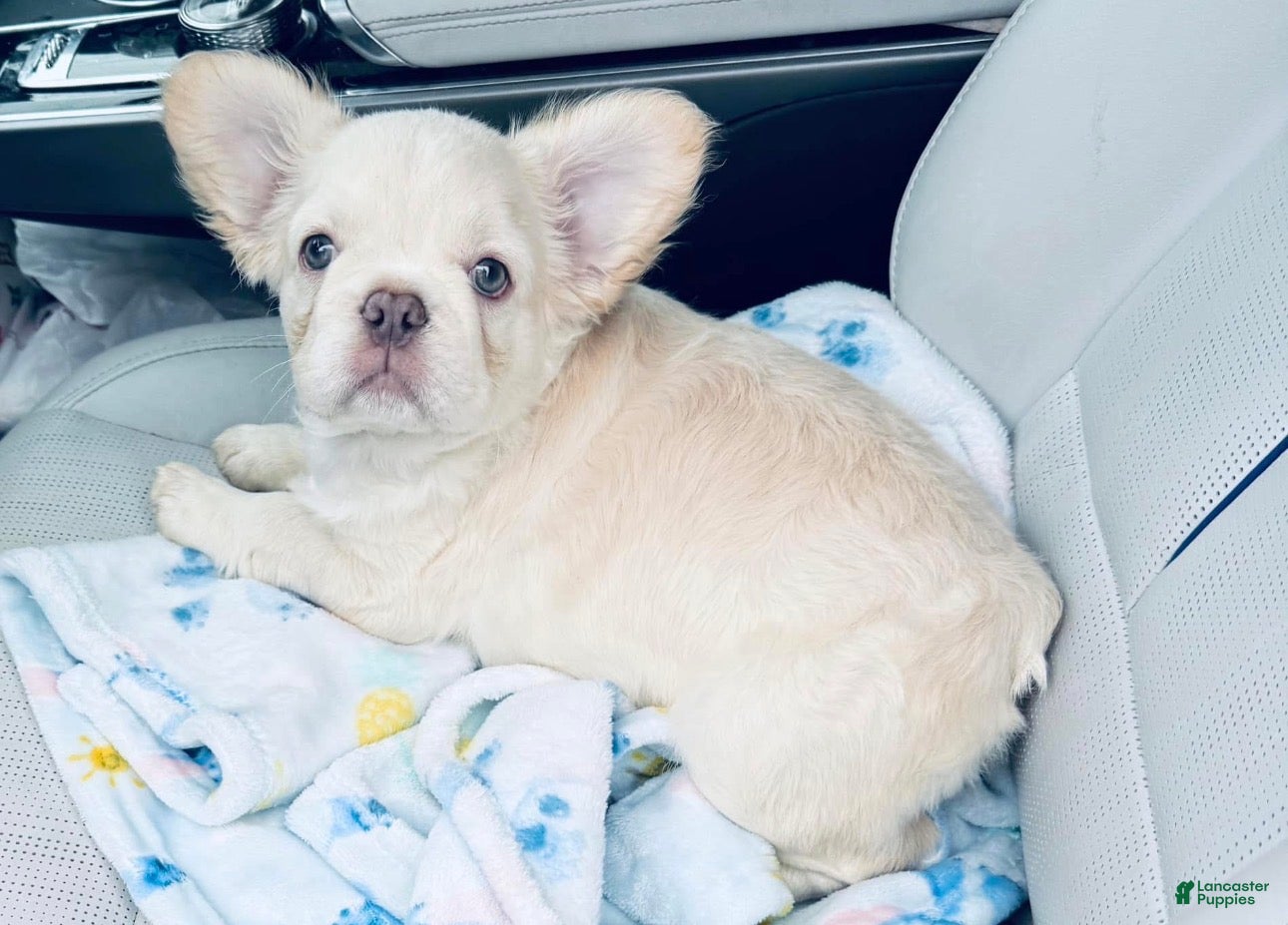 French Bulldog dogs for sale: French Bulldog Puppy 4 - Ad 2