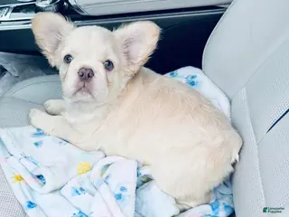 French Bulldog dogs for sale: French Bulldog Puppy 4 - Ad 2