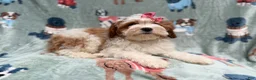 Cavapoo dogs for sale: Ember - Ad 4