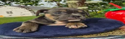 Olde English Bulldogge dogs for sale: Ryder - Ad 4