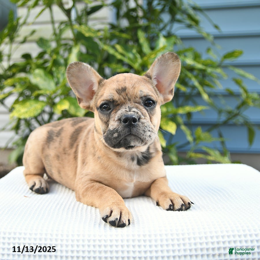 French Bulldog dogs Lizzy  - Ad 18
