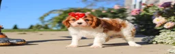 Cavalier King Charles Spaniel dogs for sale: Maggie - Ad 8