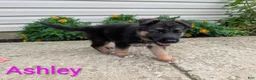 German Shepherd dogs for sale: Ashley - Ad 10