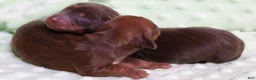 Miniature Dachshund dogs for sale: Blaze if a red smooth male - Ad 3