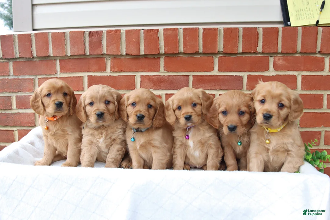 Miniature Golden Retriever dogs for sale: Jana  - Ad 2