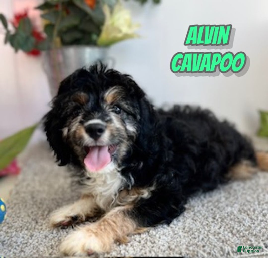 Cavapoo dogs for sale: Alvin - Ad 1