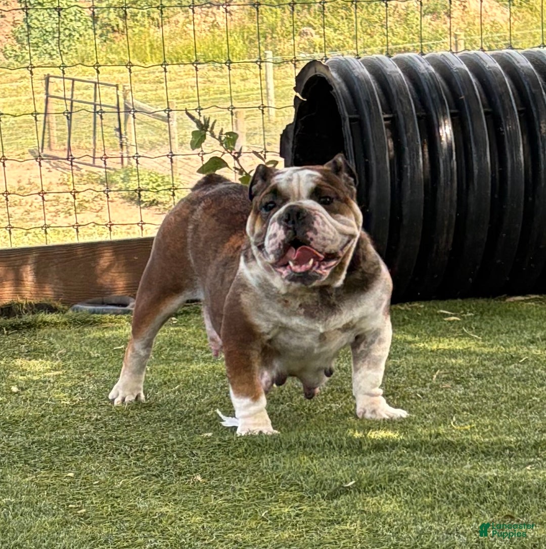 English Bulldog dogs for sale: Nikki - Ad 4