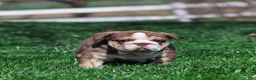 English Bulldog dogs for sale: Marina Mocha English Bulldog Puppy  - Ad 7