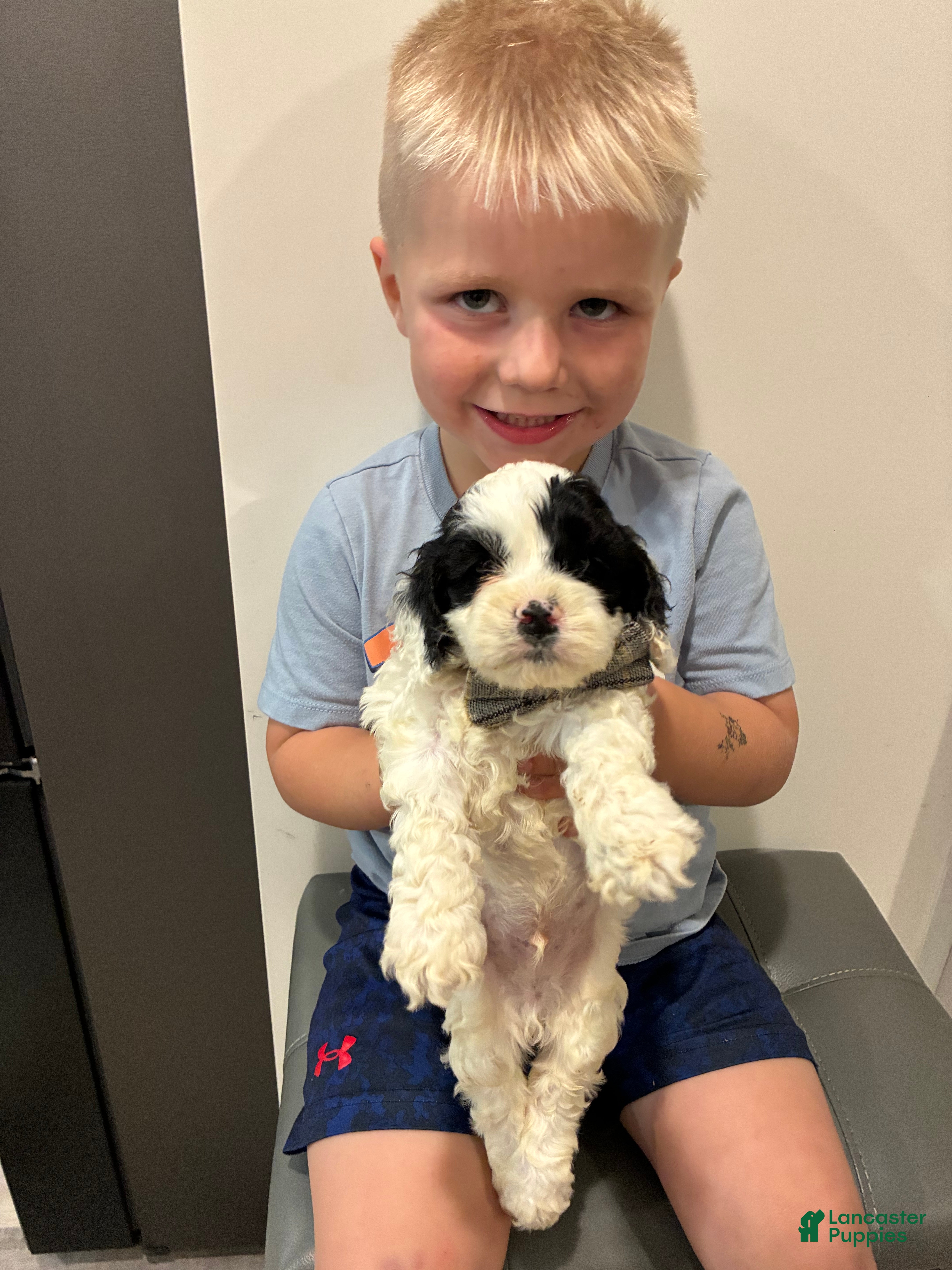 Cockapoo dogs Boy 1 - Ad 1
