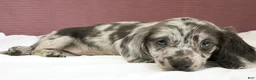 Miniature Dachshund dogs for sale: Olive 💚 - Ad 8