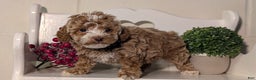 Miniature Poodle dogs for sale: Hazel - Ad 7