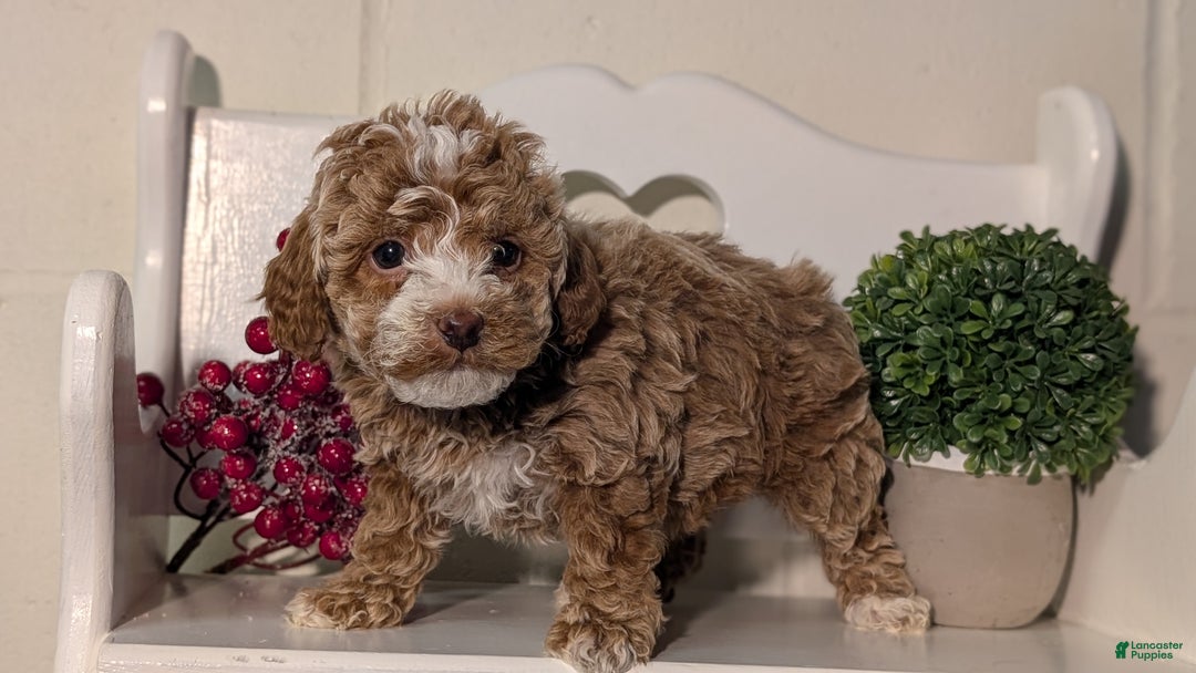 Miniature Poodle dogs for sale: Hazel - Ad 7