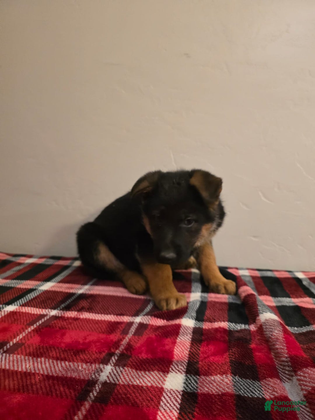 German Shepherd dogs for sale: Inka - Ad 5