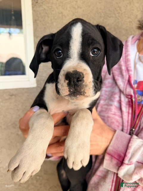 Boxer dogs Jolene- Female - Ad 1