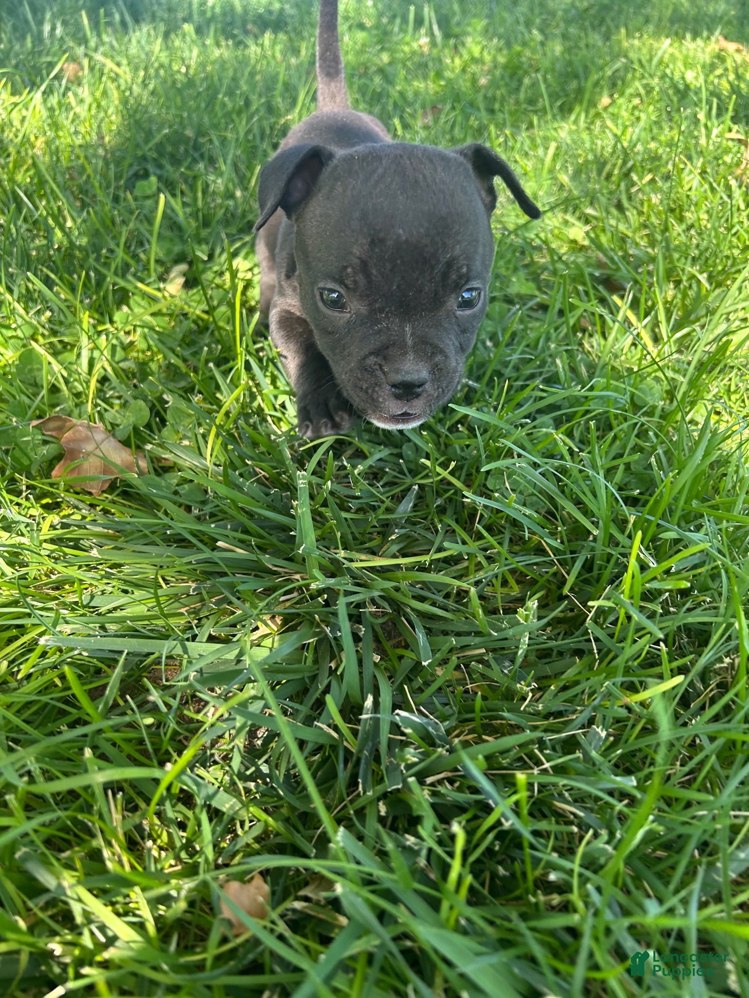 American Bully dogs American Bully 4 - Ad 19