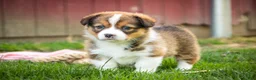 Welsh Corgi Pembroke dogs for sale: Giselle - Ad 6