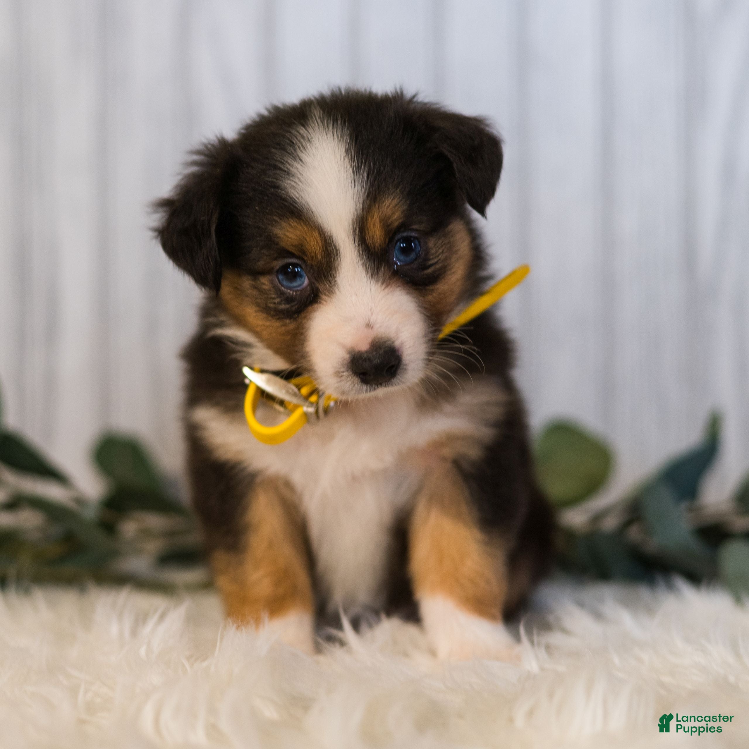 Miniature Australian Shepherd dogs Gracie  - Ad 1
