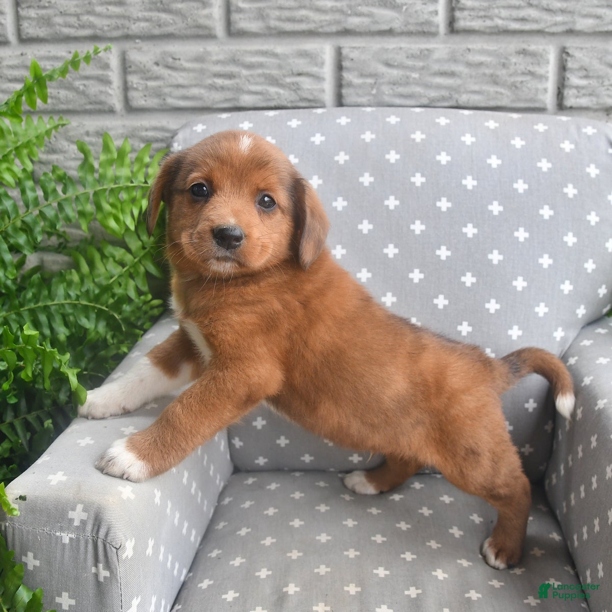 Mixed Breed dogs Elvis - Ad 31