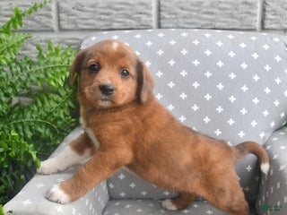 Mixed Breed dogs Elvis - Ad 32