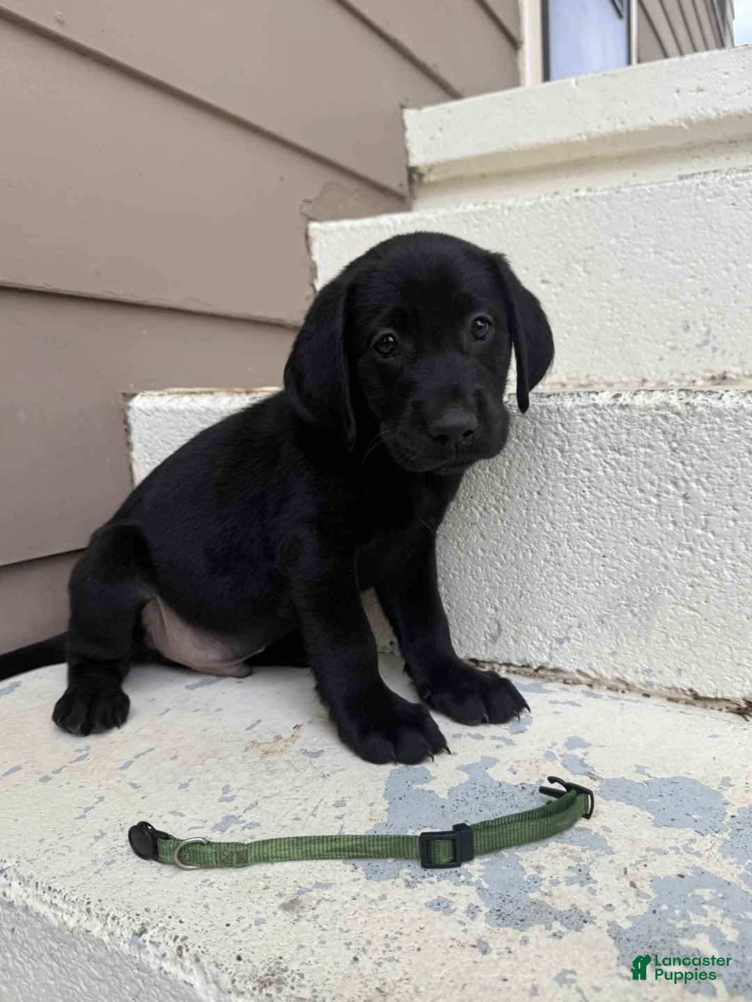 Labrador Retriever dogs for sale: Rocky (Green) - Ad 1