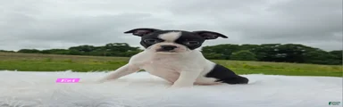 Ezi