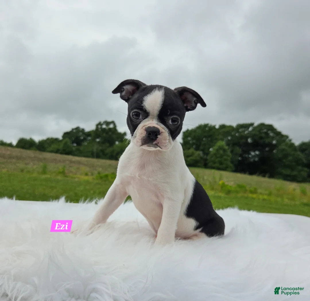 Boston Terrier dogs for sale: Ezi - Ad 1