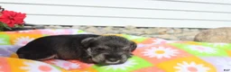 Miniature Schnauzer dogs for sale: Lizzy - Ad 3